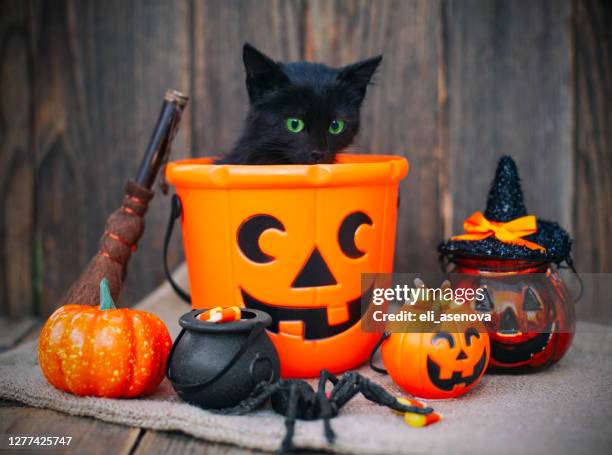 halloween pumpkin and black cat on wooden background - halloween-cat stock pictures, royalty-free photos & images