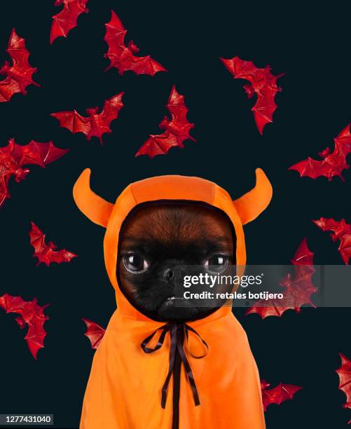 funny dog on halloween - huisdierenkleding stockfoto's en -beelden