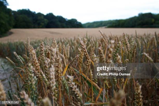 Henry Field Rye Rye Field Photos and Premium High Res Pictures - Getty Images