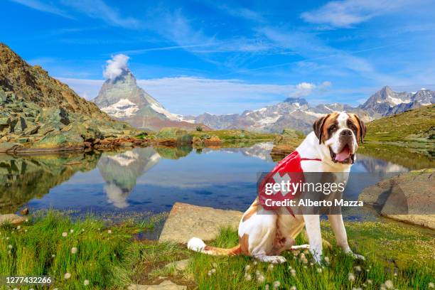 st. bernard dog in switzerland - bernhardiner stock-fotos und bilder