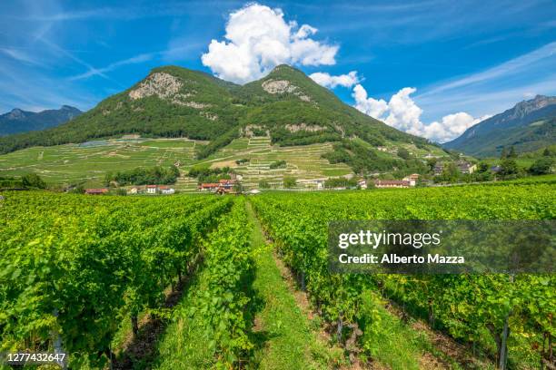 terraced vineyards vaud - kanton wallis 個照片及圖片檔
