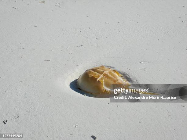the atlantic horseshoe crab (limulus polyphemus), also known as the american horseshoe crab in the beach sand in holbox, mexico - granchio reale foto e immagini stock