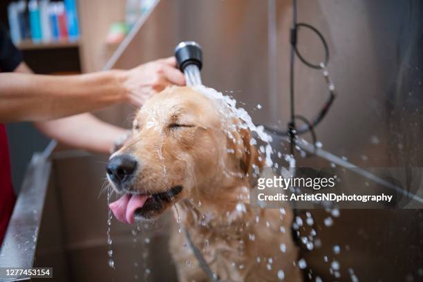 golden retriever hund in einem pflegesalon nimmt eine dusche - hund stock-fotos und bilder