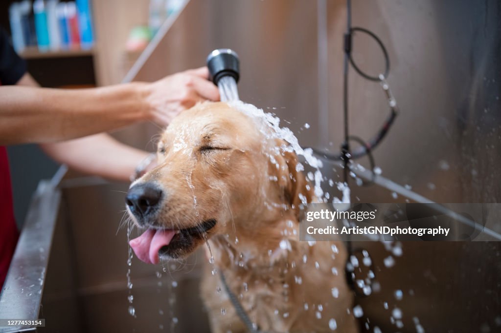 Golden Retriever Dog In A Grooming Salon Is Taking A Shower