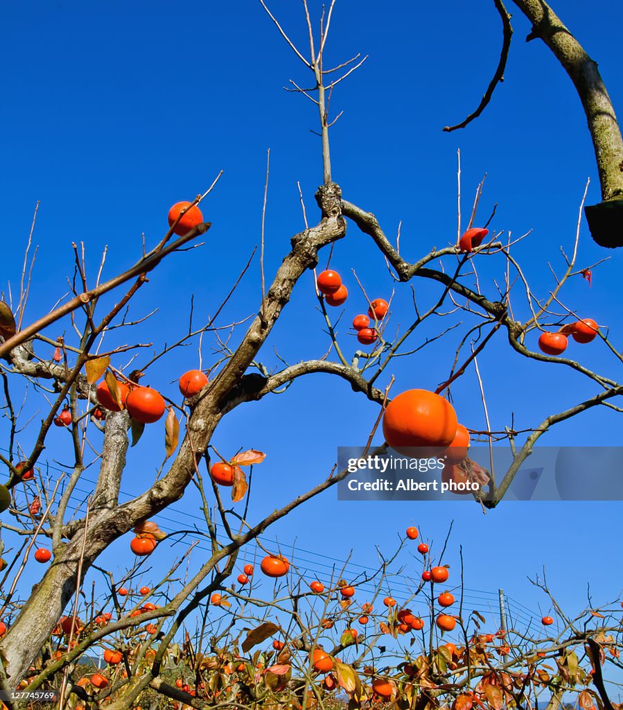 Persimmon