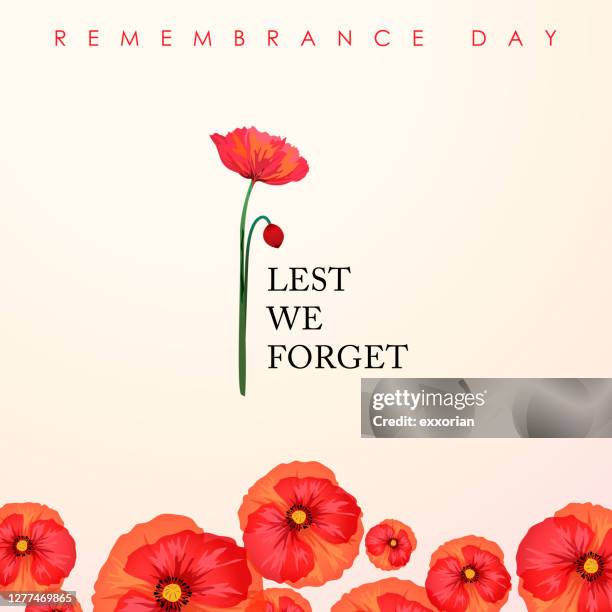 illustrations, cliparts, dessins animés et icônes de jour du souvenir de peur que nous oublions - coquelicot