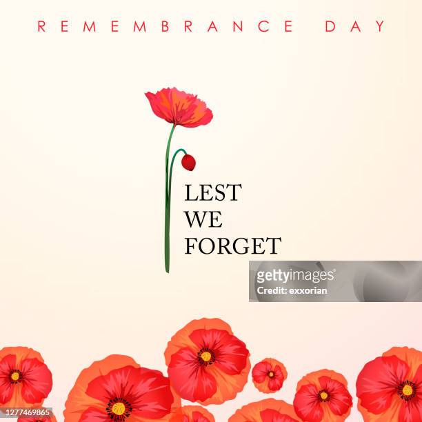 ilustrações de stock, clip art, desenhos animados e ícones de remembrance day lest we forget - inflorescência