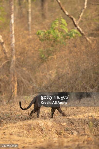 black panther in the wild - black leopard stock pictures, royalty-free photos & images