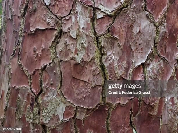 detail view of a larch tree bark (pinus nigra laricio (poir.) maire), corsica - pinus nigra laricio stock pictures, royalty-free photos & images