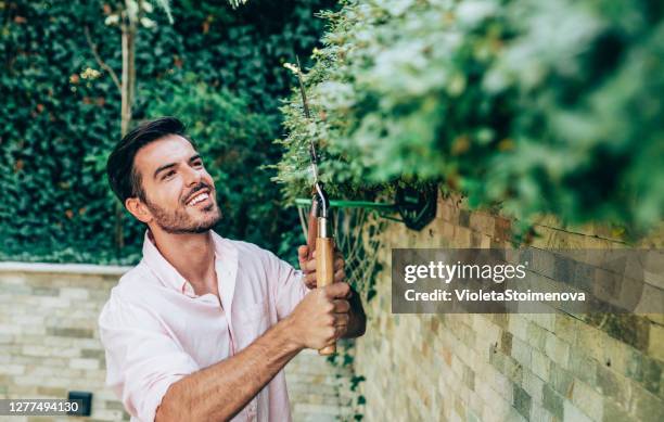 young man arranges the hedge in his backyard. - hedge trimming stock pictures, royalty-free photos & images