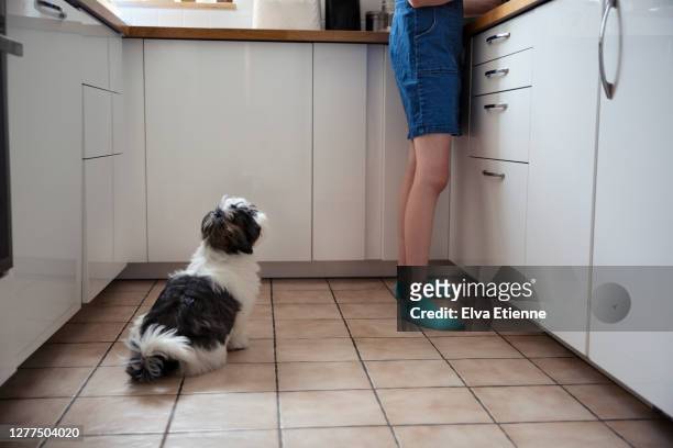 young dog watching teenager preparing food in a domestic kitchen - havaneser stock-fotos und bilder