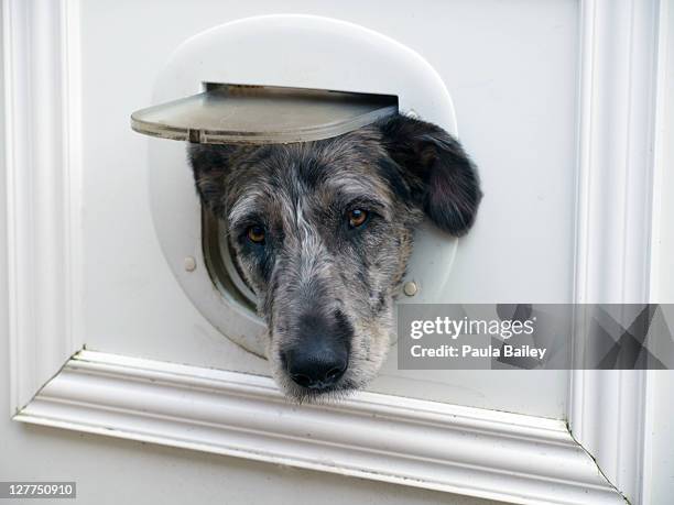 dog with head through cat flap - trappen photos et images de collection