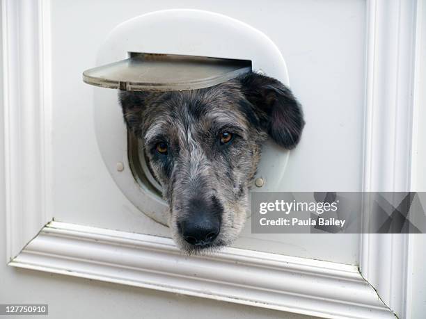 dog with head through cat flap - doggie door stock pictures, royalty-free photos & images