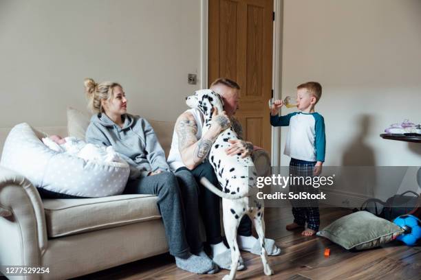 morgon kram med hunden - dalmatian bildbanksfoton och bilder