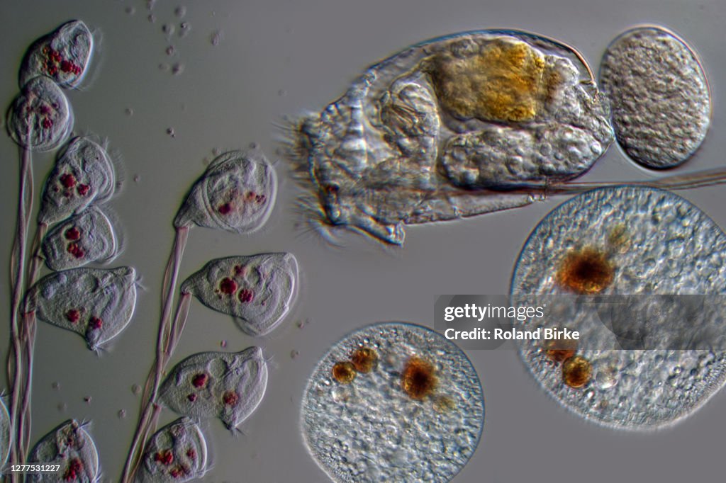 Zooplankton composing