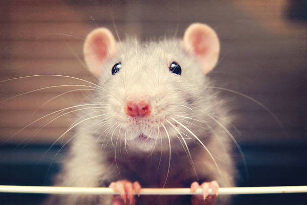 mouse rat - rat photos et images de collection