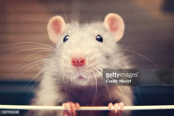 mouse rat - rat ストックフォトと画像