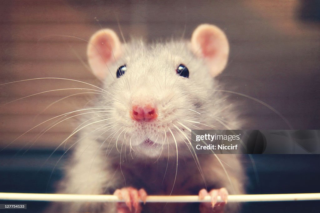 Mouse rat