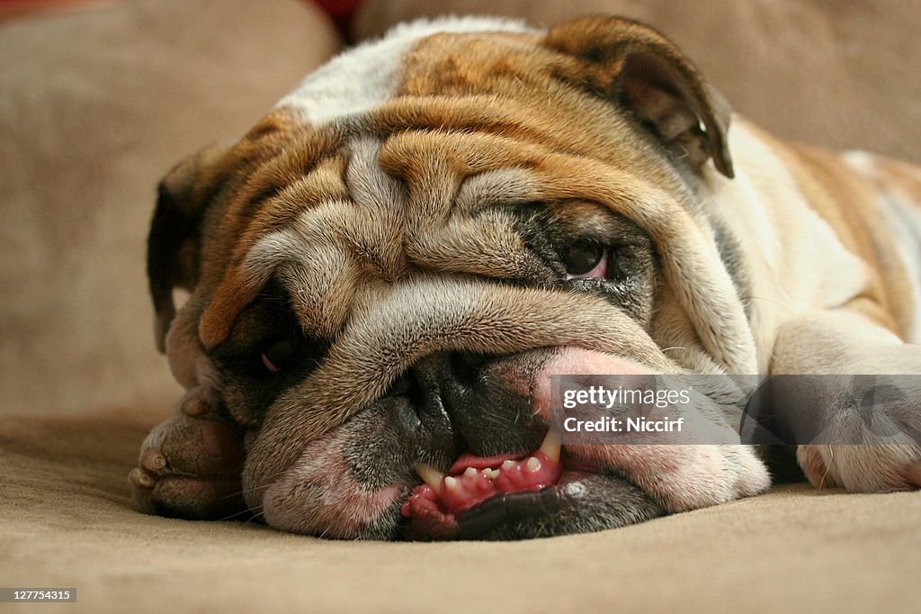 Bulldog