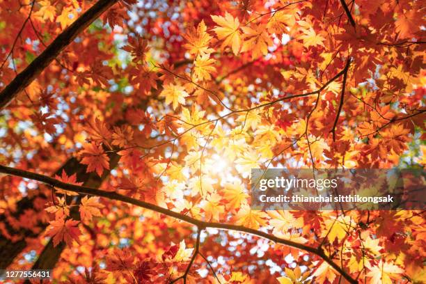 autumn leaves color of maple leaf. - japanese maple stockfoto's en -beelden