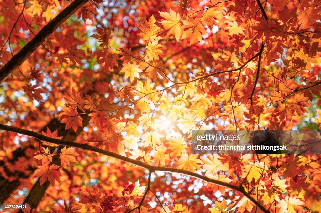 Autumn Leaves color of maple leaf.