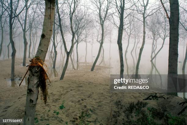 Floodplain. Po river. Casalpusterlengo. Lombardy. Italy.