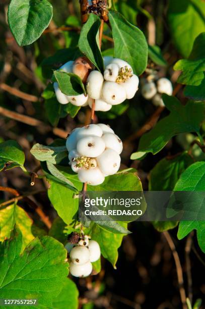 Symphoricarpos albus fruits. Alzano Lombardo. Lombardy. Italy.