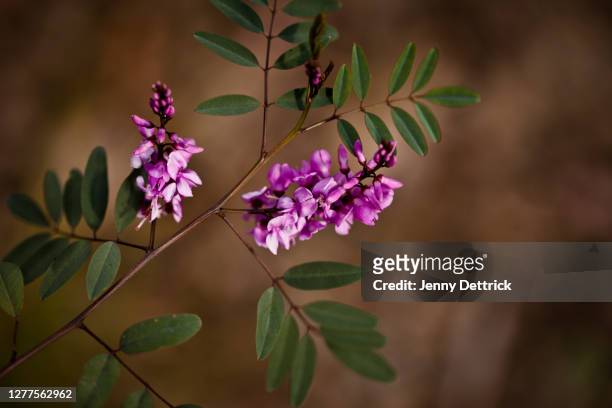 australian indigo - indigo plant stockfoto's en -beelden