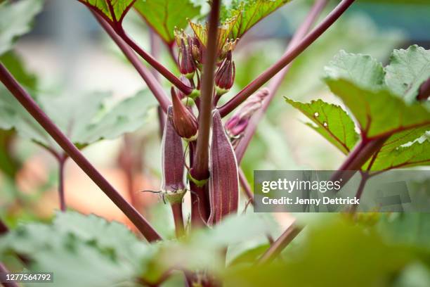 red okra - okra - fotografias e filmes do acervo