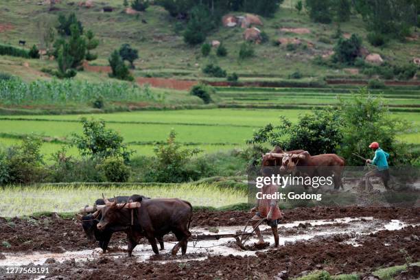 Primtive Rice 224 Primitive Agriculture Stock Photos, High-Res Pictures, and Images ...