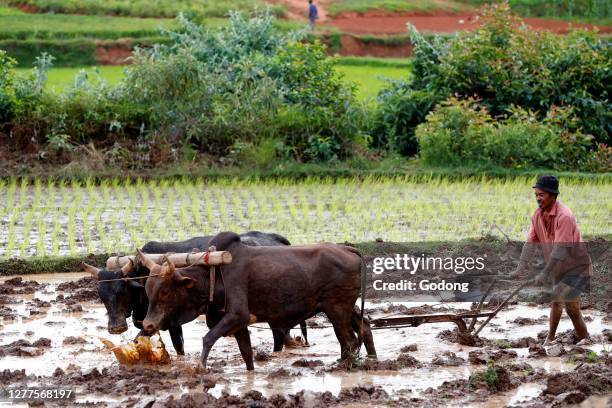Primtive Rice Primitive Agriculture Photos and Premium High Res Pictures - Getty Images