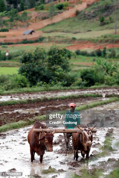 Primtive Rice Primitive Agriculture Photos and Premium High Res Pictures - Getty Images