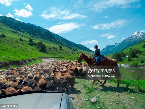 Sheep drive to their high altitude summer pasture. National Park Besch Tasch in the Talas Alatoo mountain range. Tien Shan or Heavenly Mountains....