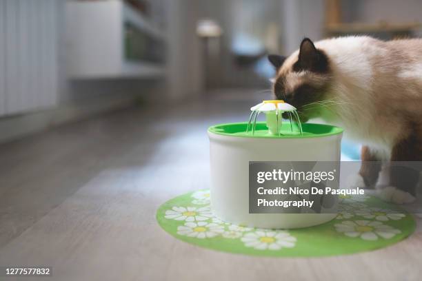 birman cat drinking - drinking fountain stock pictures, royalty-free photos & images