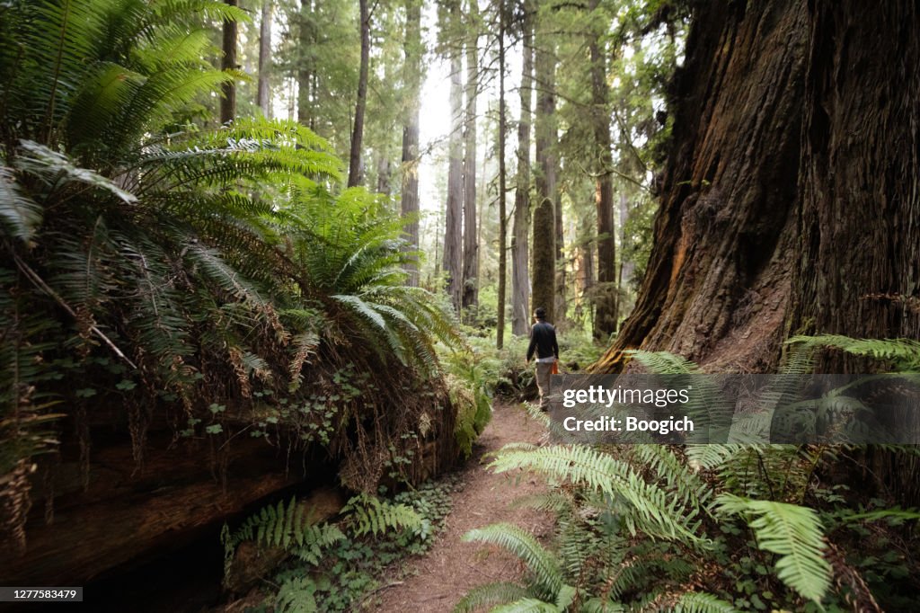 Man Hiking by Ferns Growing on Redwood National Park Forest Trail in California