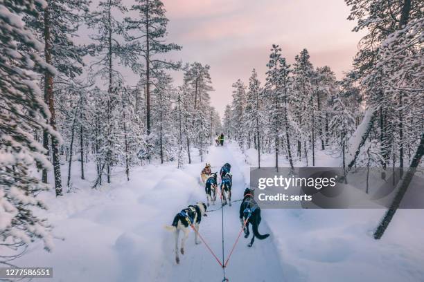 husky hundeschlittenin in lappland, finnland - huskies stock-fotos und bilder