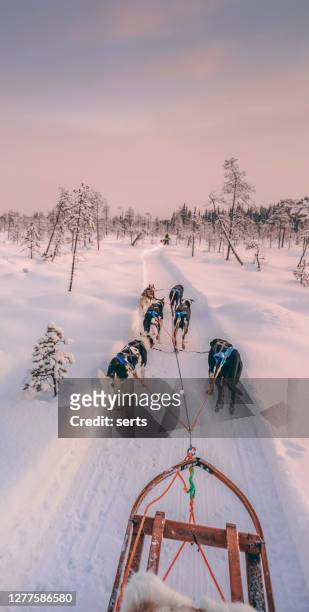 husky dog sledding in lapland, finland - husky sled stock pictures, royalty-free photos & images