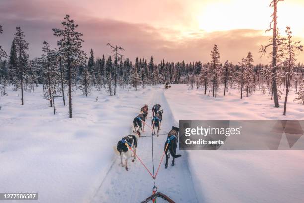 husky hundeschlittenin in lappland, finnland - finnish lapland stock-fotos und bilder