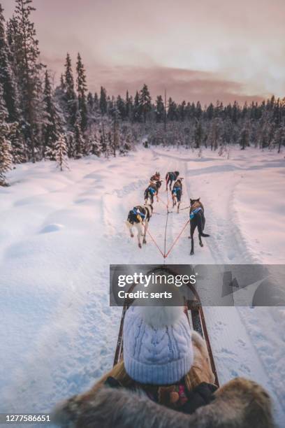 jeune femme appréciant le traîneau de chien husky en laponie, finlande - laponie finlandaise photos et images de collection