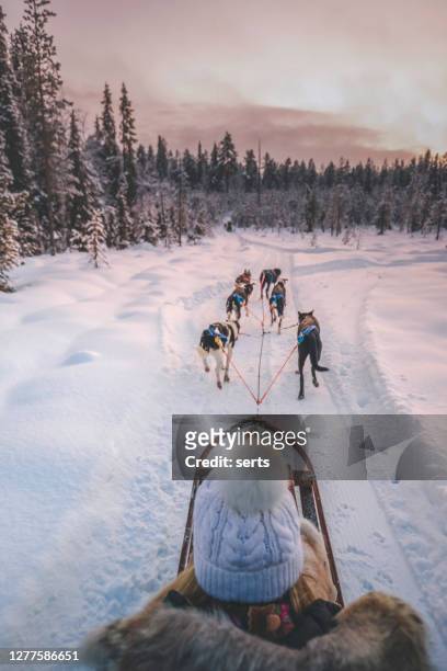 young woman enjoying husky dog sledding in lapland, finland - dog sledding stock pictures, royalty-free photos & images