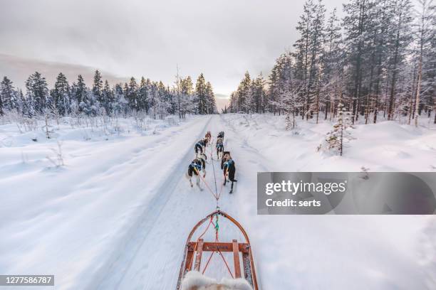 husky dog sledding in lapland, finland - husky stock pictures, royalty-free photos & images