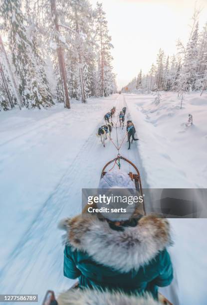 年輕女子享受哈士奇狗雪橇在拉普蘭，芬蘭 - sled dog 個照片及圖片檔