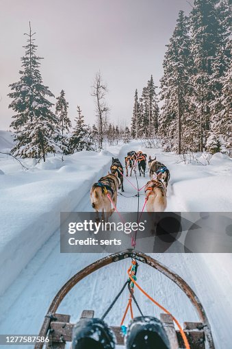 Luge de chien husky en Laponie, Finlande Luge de chien husky en Laponie, Finlande