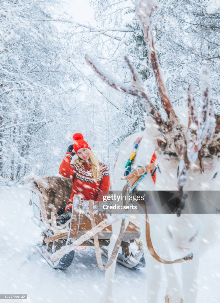 若い女性はラップランド、フィンランドで雪の中をトナカイのそりに乗って楽しむ