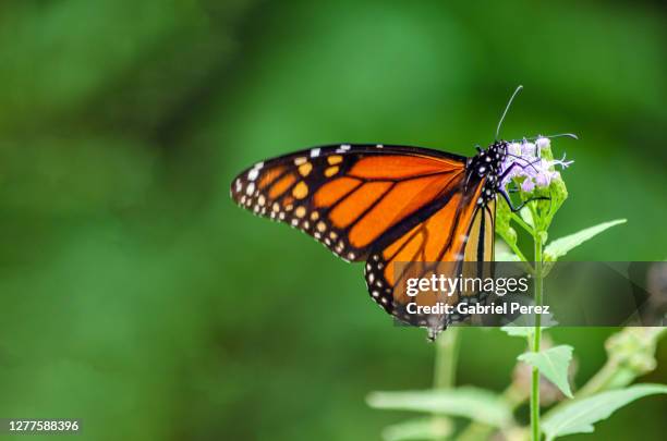 a migrating monarch butterfly in texas - monarchvlinder stockfoto's en -beelden