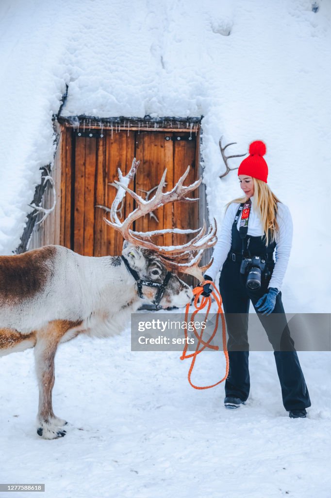 Young woman feeding a reindeer standing on a snow against Lapland shelter (Lavvu) in Finland