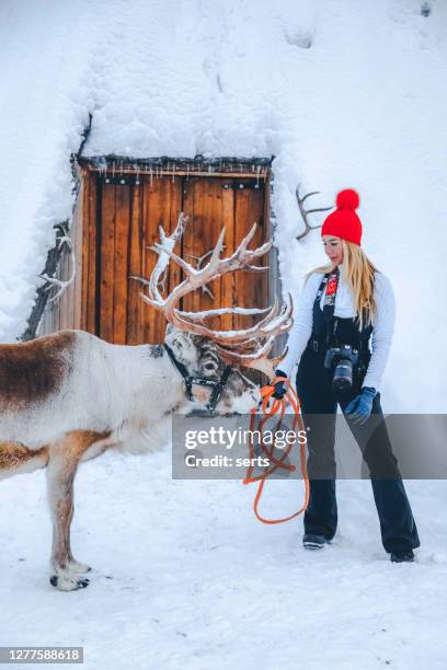 young woman feeding a reindeer standing on a snow against lapland shelter (lavvu) in finland - rovaniemi stock pictures, royalty-free photos & images