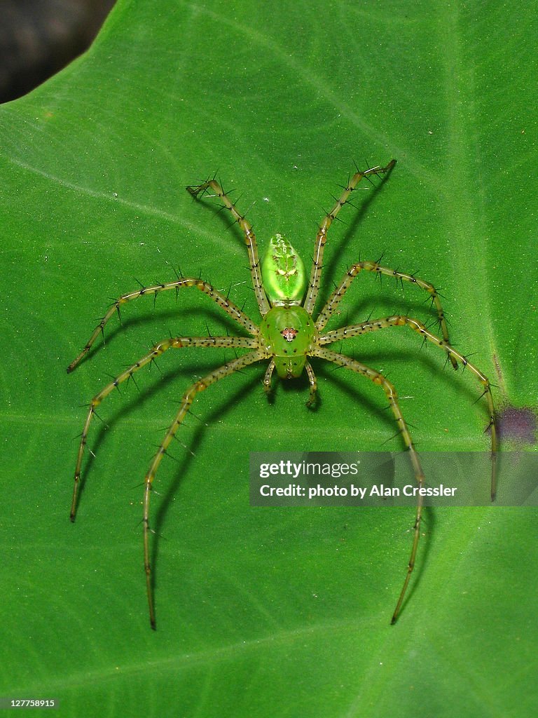 Peucetia viridans