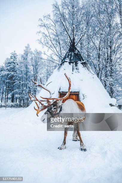 馴鹿站在雪地上反對拉普蘭避難所 (拉夫武) 在芬蘭。 - reindeer 個照片及圖片檔
