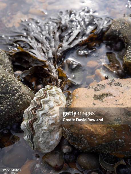 Whitstable Shellfish Whitstable Native Oysters Photos and Premium High Res Pictures - Getty ...